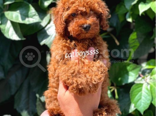 Red Brown Kızıl Renk Erkek Toy Poodle Bebeğimiz görsel
