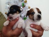 Jack Russell Yavrularımız