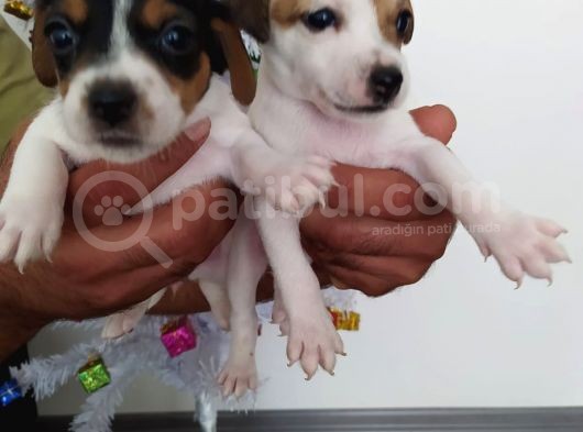 Jack Russell Yavrularımız görsel