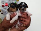 Jack Russell Yavrularımız