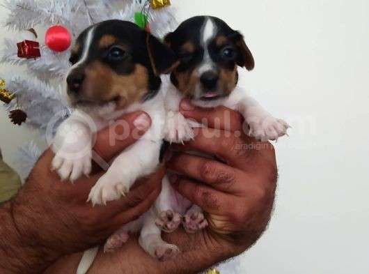 Jack Russell Yavrularımız görsel
