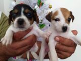 Jack Russell Yavrularımız