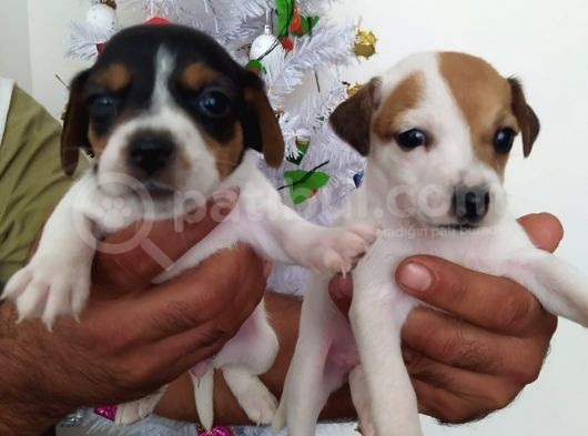 Jack Russell Yavrularımız