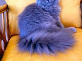 Aşıları Tam 5 Aylık Erkek Scottish Fold