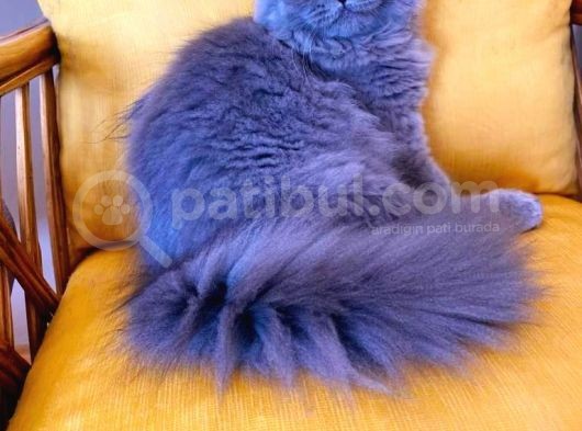 Aşıları Tam 5 Aylık Erkek Scottish Fold