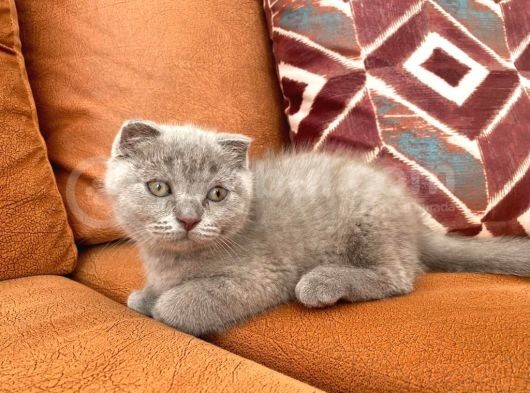 18 Nisan Dogumlu Dişi Bebek Yeni Yuvasını Arıyor görsel