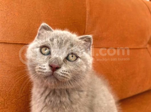 18 Nisan Dogumlu Dişi Bebek Yeni Yuvasını Arıyor görsel