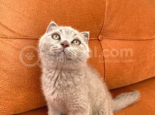 18 Nisan Dogumlu Dişi Bebek Yeni Yuvasını Arıyor görsel
