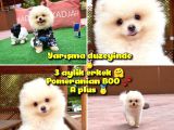 0,50 Mikro Küt Burun Teddyface Ödül Adayı 3a Plus Safkan Boo Pomeranian