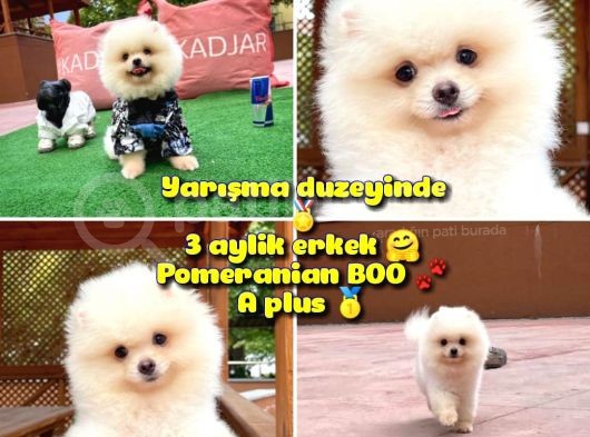 0,50 Mikro Küt Burun Teddyface Ödül Adayı 3A Plus Safkan Boo Pomeranian