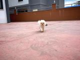 0,50 Mikro Küt Burun Teddyface Ödül Adayı 3A Plus Safkan Boo Pomeranian