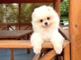 0,50 Mikro Küt Burun Teddyface Ödül Adayı 3A Plus Safkan Boo Pomeranian