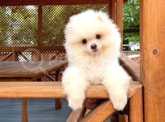 0,50 Mikro Küt Burun Teddyface Ödül Adayı 3A Plus Safkan Boo Pomeranian görsel