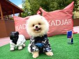 0,50 Mikro Küt Burun Teddyface Ödül Adayı 3A Plus Safkan Boo Pomeranian