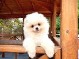 0,50 Mikro Küt Burun Teddyface Ödül Adayı 3A Plus Safkan Boo Pomeranian