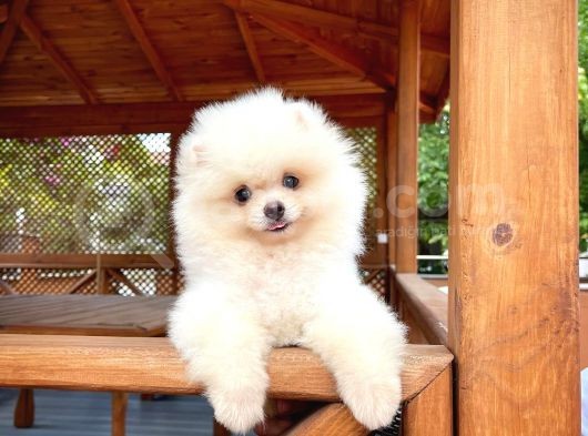 0,50 Mikro Küt Burun Teddyface Ödül Adayı 3A Plus Safkan Boo Pomeranian görsel