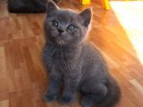 Bebek Suratli Bri̇ti̇sh Shorthai̇r Yavrularımız