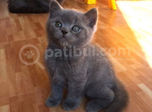Bebek Suratli Bri̇ti̇sh Shorthai̇r Yavrularımız
