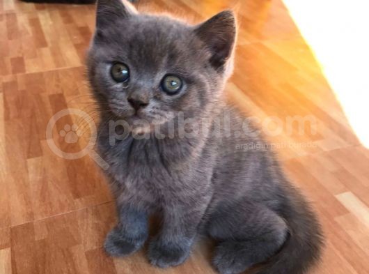 Bebek Suratli Bri̇ti̇sh Shorthai̇r Yavrularımız görsel