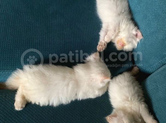 İran Persi̇an Bebekler Yeni Yuvası Için Hazır görsel