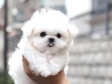 Orji̇nal Maltese Yavrularımız
