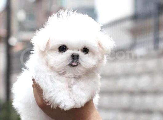 Orji̇nal Maltese Yavrularımız