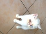 Egzotik Shorthair Erkek Kedi