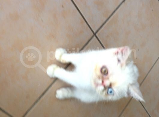 Egzotik Shorthair Erkek Kedi görsel