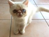 Egzotik Shorthair Erkek Kedi