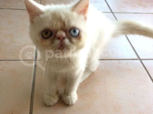 Egzotik Shorthair Erkek Kedi görsel