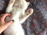 Egzotik Shorthair Erkek Kedi