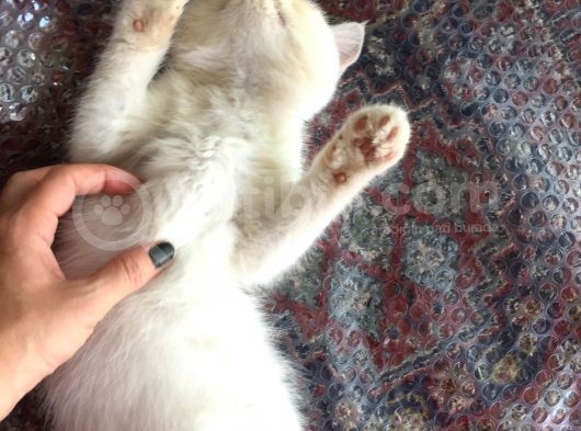 Egzotik Shorthair Erkek Kedi görsel