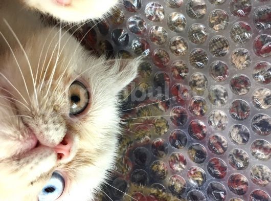Egzotik Shorthair Erkek Kedi görsel
