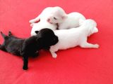 Üreticiden Elma Kafa Orjinal Chihuahua / son bir dişi