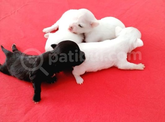 Üreticiden Elma Kafa Orjinal Chihuahua / Son Bir Dişi