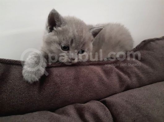 Kızımız Lola Yeni Yuvasını Arıyor görsel