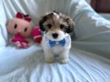 Sevimli Morkie Yavru