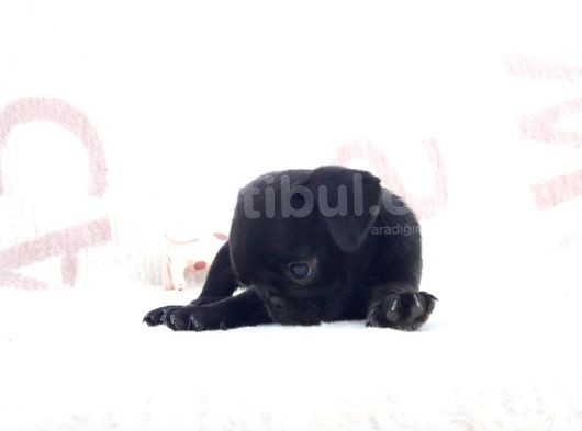 Pug Yavruları Sahibinden