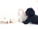 Pug Yavruları Sahibinden