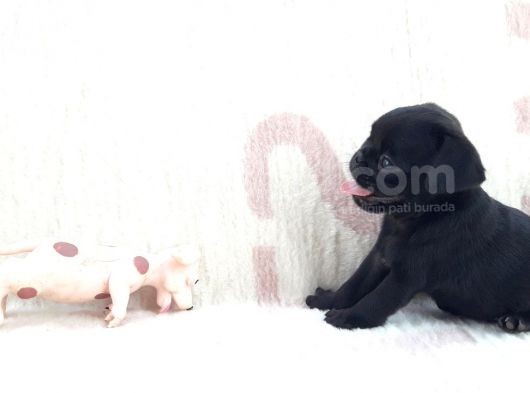 Pug Yavruları Sahibinden görsel