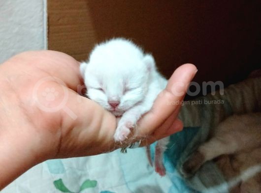 Tatlı Bebeklerimiz Yeni Sahiplerini Bekliyor görsel