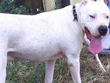 1.Sinif Irk Garantili Dogo Yavrularımız