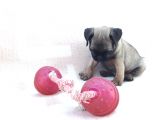 Pug Yavruları Sahibinden