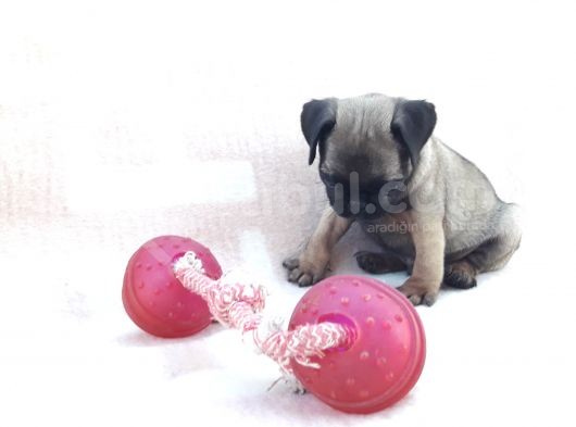 Pug Yavruları Sahibinden görsel