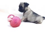 Pug Yavruları Sahibinden