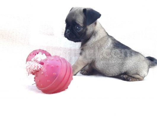 Pug Yavruları Sahibinden görsel