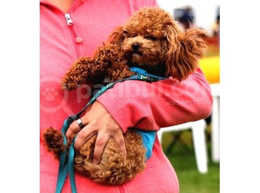 Toy Poodle Redbrown Safkan Orjinal Gerçek Kaliteli Garantili görsel
