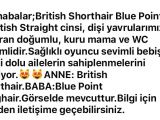 3 Aylık British Scotish Fold Bluepoint Yavrular