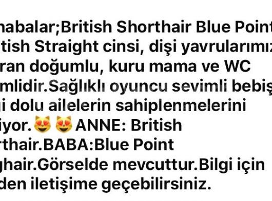3 Aylık British Scotish Fold Bluepoint Yavrular görsel