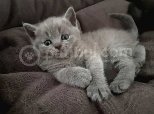Kızımız Lola Yeni Yuvasını Arıyor